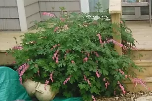 1928 Blackthorn Dr, Champaign, IL 61821 - Photo 25