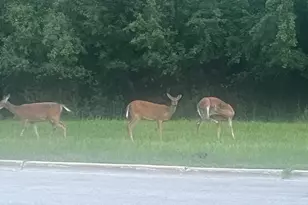 2222 S 15th Ave, North Riverside, IL 60546 - Photo 47