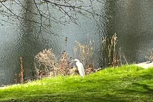 [Address not provided], Bolingbrook, IL 60490 - Photo 55