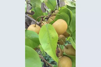 4160 S Emerald Avenue, Chicago, IL 60609 - Photo 21