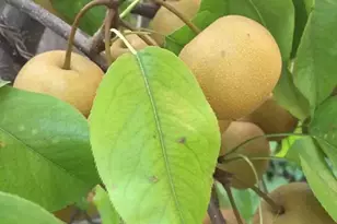 4160 S Emerald Ave, Chicago, IL 60609 - Photo 21