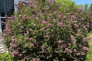 516 Christopher St, Morrison, IL 61270 - Photo 27