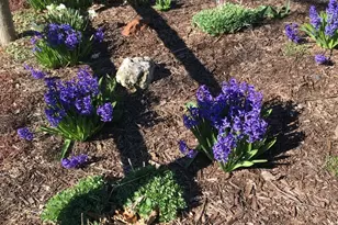 [Address not provided], Downers Grove, IL 60516 - Photo 47