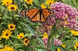 1408 N US Hwy 251, Lostant, IL 61334 - Photo 55