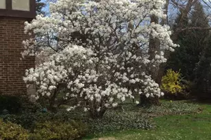 4925 Grand Ave, Western Springs, IL 60558 - Photo 15