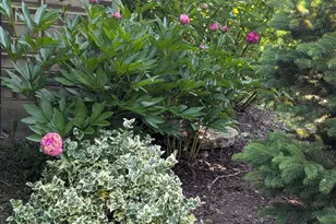 7458 W Wishing Well Dr, Frankfort, IL 60423 - Photo 47