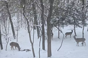 927 Treeline Ct, Lockport, IL 60441 - Photo 39