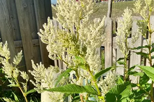 4407 Klatt St, Plano, IL 60545 - Photo 25