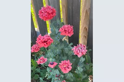 4407 Klatt Street, Plano, IL 60545 - Photo 23