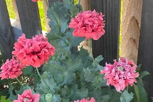 4407 Klatt St, Plano, IL 60545 - Photo 23