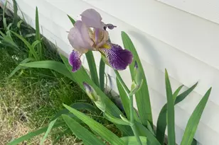 4407 Klatt St, Plano, IL 60545 - Photo 21