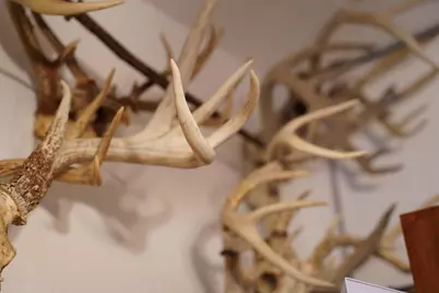 25065 Rock Springs Hollow Road, Thebes, IL 62990 - Photo 31