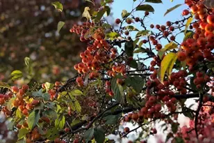 43W701 Willow Creek Dr, Elburn, IL 60119 - Photo 45