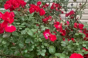 1616 Stanton Ln, Plainfield, IL 60586 - Photo 35