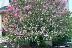 1616 Stanton Ln, Plainfield, IL 60586 - Photo 31