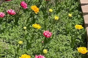 1770 W Windmill Ct, Addison, IL 60101 - Photo 57