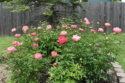 233 Wildflower Lane, Round Lake Beach, IL 60073 - Photo 29