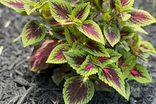 6711 Glenmoor Ct, McHenry, IL 60050 - Photo 43