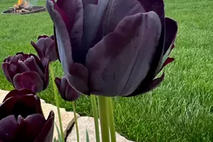 1839 Brower Pl, Sycamore, IL 60178 - Photo 35