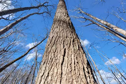 0000 Wilderness Retreat Road, Jonesboro, IL 62952 - Photo 65