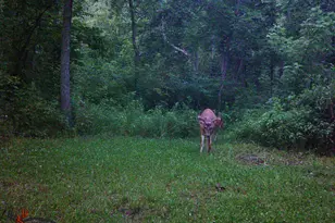 9576 State Rte 161 Ext, Iuka, IL 62849 - Photo 21