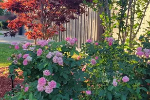 105 King Ln, Des Plaines, IL 60016 - Photo 31