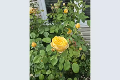 1616 Stanton Lane, Plainfield, IL 60586 - Photo 33