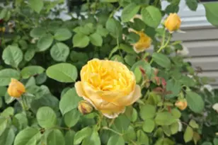 1616 Stanton Ln, Plainfield, IL 60586 - Photo 33