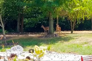 1307 Cross Creek Rd, Mahomet, IL 61853 - Photo 63