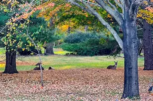 1307 Cross Creek Rd, Mahomet, IL 61853 - Photo 61