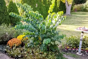 308 Sheldon Ave, Downers Grove, IL 60515 - Photo 27