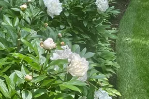 11 Wellington Ct, Lincolnshire, IL 60069 - Photo 45