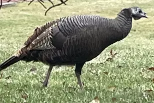 17140 Central Ave, Tinley Park, IL 60477 - Photo 35