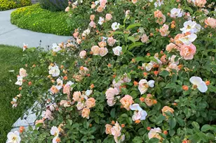 40W378 Francis Bret Harte St, Saint Charles, IL 60175 - Photo 73