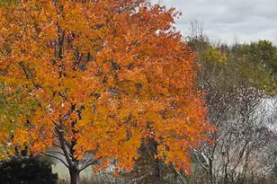 1163 O'Malley Dr, Lake Zurich, IL 60047 - Photo 51