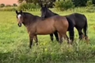 30113 1900 North Ave, Malden, IL 61337 - Photo 69