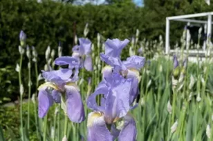 454 Harvard Ave, Barrington, IL 60010 - Photo 43