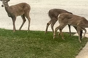 2222 S 15th Ave, North Riverside, IL 60546 - Photo 41