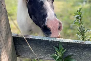 1347 Wild Indigo Rd, Grayslake, IL 60030 - Photo 45