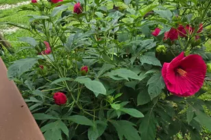 220 N Locust St, Wapella, IL 61777 - Photo 37