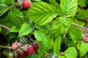 1045 Browning Ln, Lake Zurich, IL 60047 - Photo 45