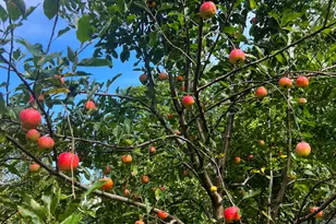 1045 Browning Ln, Lake Zurich, IL 60047 - Photo 41