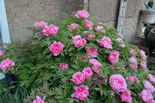 20W481 Westminster Dr, Downers Grove, IL 60516 - Photo 37