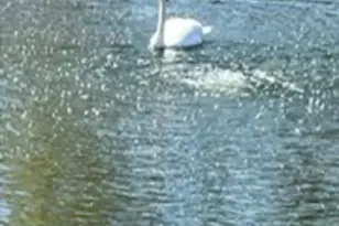 175 Lake Blvd, Buffalo Grove, IL 60089 - Photo 37