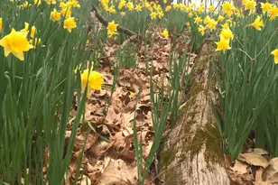 3085 Kaolin Rd, Cobden, IL 62920 - Photo 61