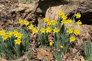 3085 Kaolin Rd, Cobden, IL 62920 - Photo 71