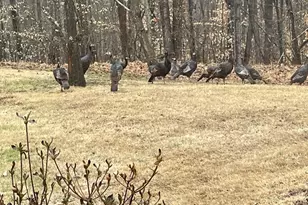 3085 Kaolin Rd, Cobden, IL 62920 - Photo 55