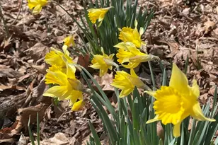 3085 Kaolin Rd, Cobden, IL 62920 - Photo 69