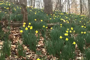 3085 Kaolin Rd, Cobden, IL 62920 - Photo 65