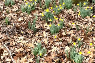 3085 Kaolin Rd, Cobden, IL 62920 - Photo 73